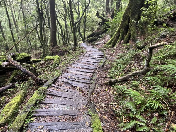 [玉山尋寶任務-01/12] 2025_0726 庫哈諾辛山登山步道2847385