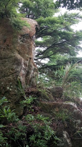 北得拉曼山登山步道神木區及內鳥嘴山連走356754