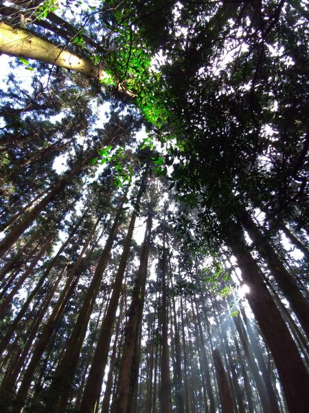 【苗栗縣南庄鄉】加里山(小百岳034 鹿場登山口)