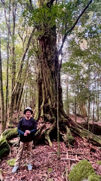 🌈3/7（六）谷關七雄波津加~大雪山進谷關出✨FB：熊熊趴爬走🌈3011484