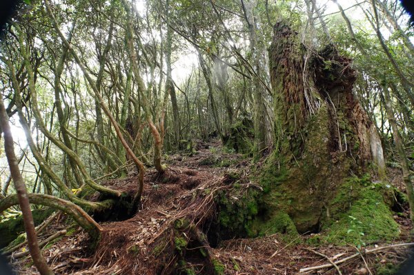 台中 和平 南松鶴山、八仙山、東松鶴山2877954