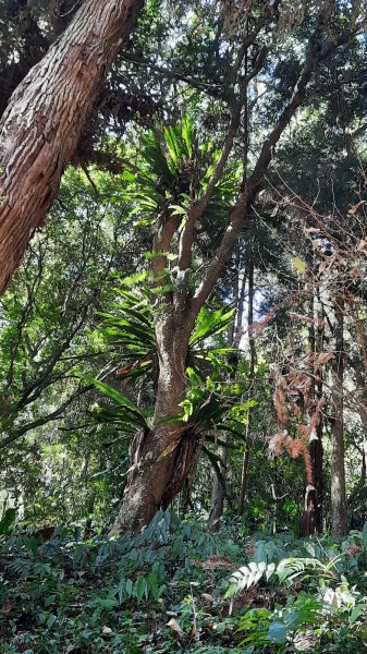 《南投》竹林台灣杉｜溪頭山竹崙山志騰山O繞202302182035910