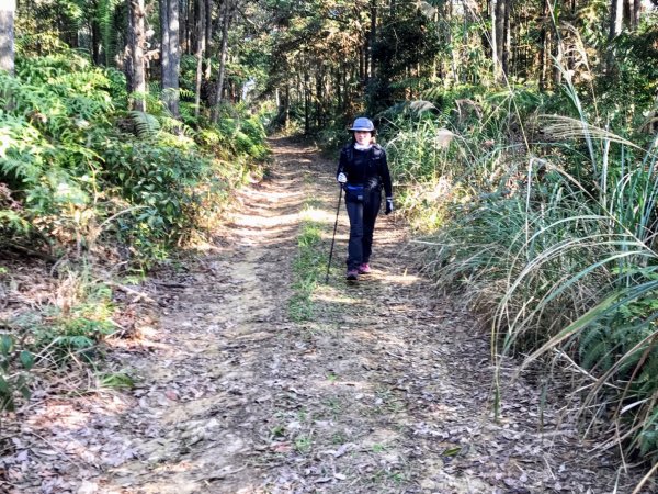 魚池大尖山森與竹的饗宴1274839