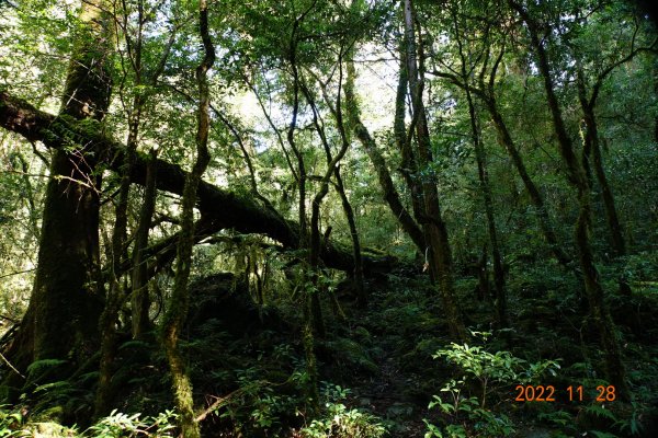 新竹 尖石 司馬庫斯-巨木群步道1932893