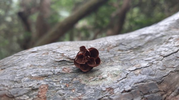 《新竹》斷崖神木｜北得拉曼步道小P繞202510172917537