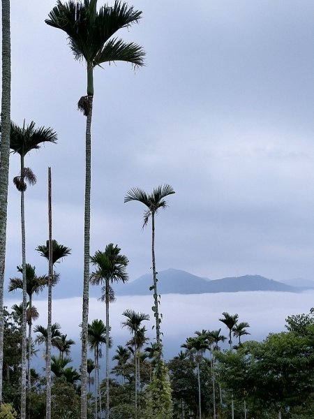 阿拔泉山/觀音石山/紅楠坑山/獨立山 環狀2963288