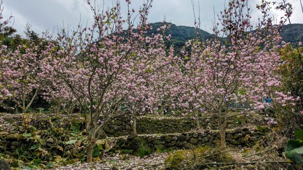 天元宮,楓樹湖,北新庄,淡水老街2430299