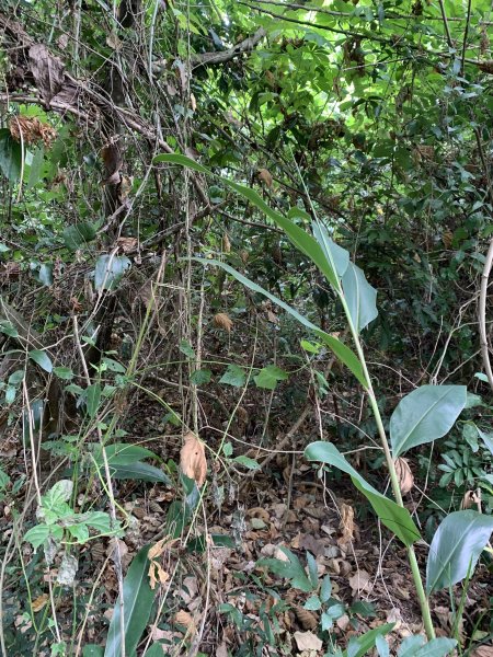 20251024台南邦埤山-三崁山2925692