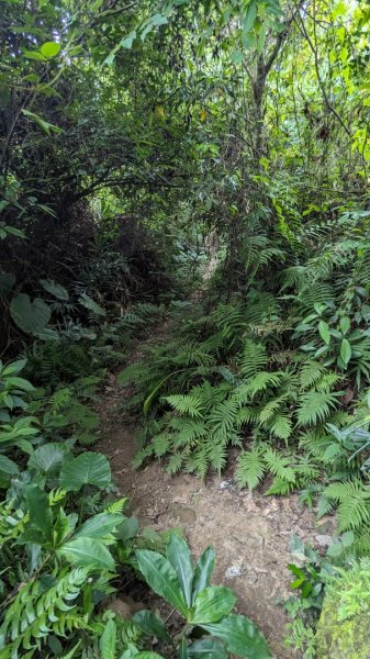 赤柯山 東獅頭山2501624