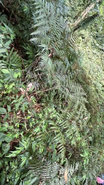 大同九分山/九份山3027610