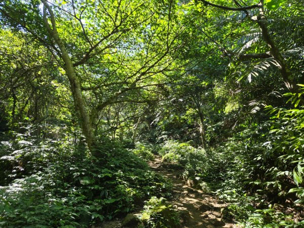 桃園石門山（小百岳）2910044