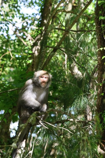 八通關古道X玉山前峰-年輕人爬山趣2848110