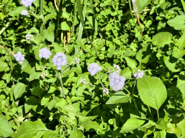 [百山百鳥尋旅-05/15] 2025_0830 溪頭賞鳥步道_銀杏步道2875513
