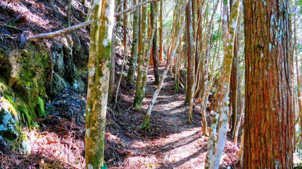 油羅山(一上三下)2959130