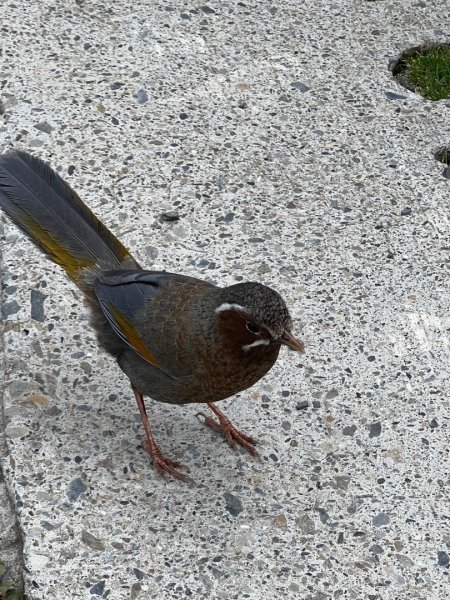 合歡山群峰（南峰、石門山、尖山、東峰）2626776