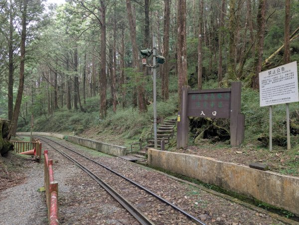 二訪阿里山國家森林遊樂區之大塔山對高岳之旅2991658