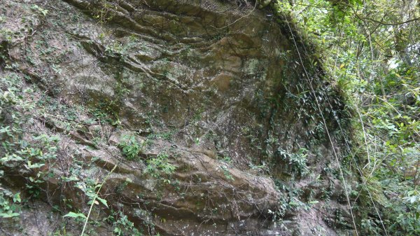 獅仔頭山登山健行趣(小百岳20號)1531843