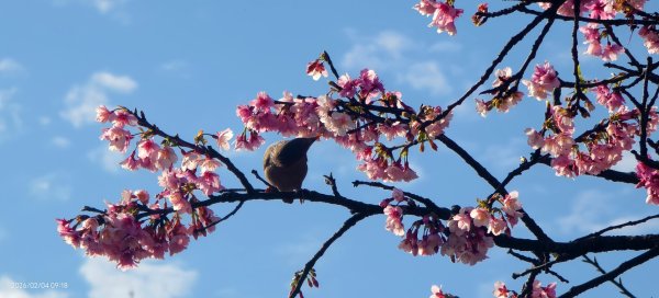 #栗尾椋鳥 #綠繡眼 #東湖樂活公園 #花園新城 #屈尺 #寒櫻 2/42992854
