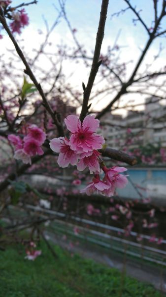東湖樂活公園賞櫻 2017.02.04140602