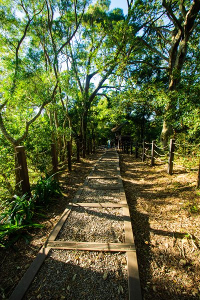 大坑1、5號步道/黑松亭2644944