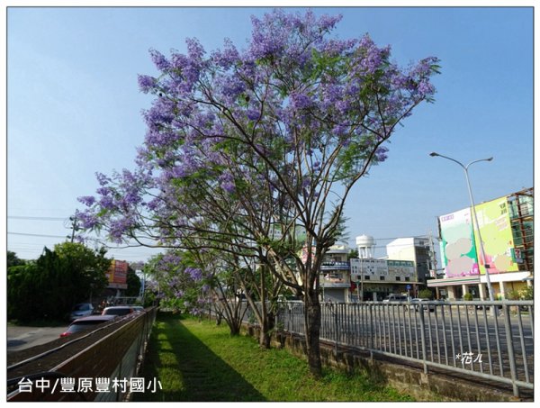 藍花楹花開1693109