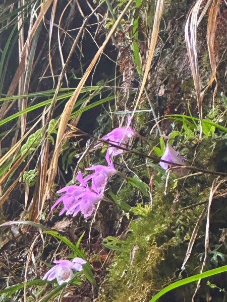 卡保石壁一葉蘭（耘夢谷上逐鹿山下O走）2809502