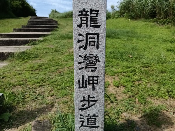 貢寮區龍洞灣岬+金沙灣野百合花3049161