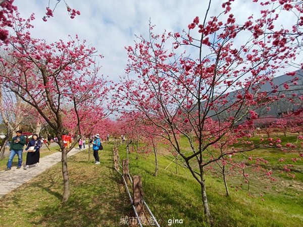 【台中后里】春日賞花。崴立機電櫻花公園2441566