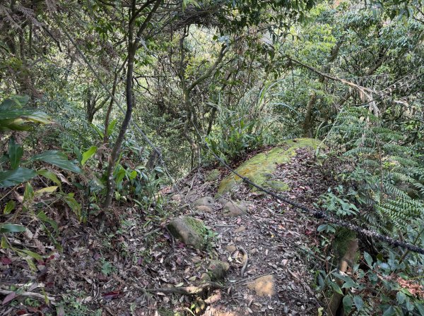 [微笑山線_第八段] 2026_0411 二格山系_筆架山北峰3035125