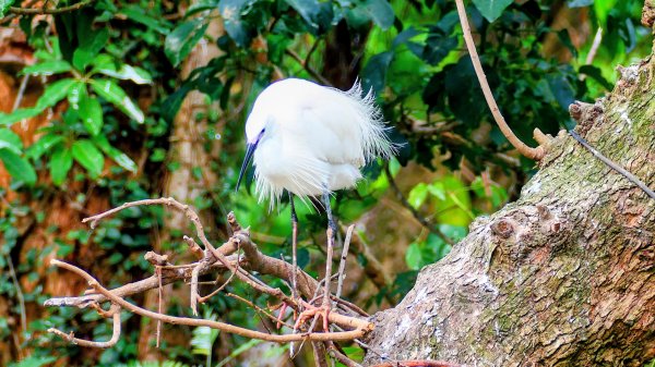 大安公園,台大校園3012109