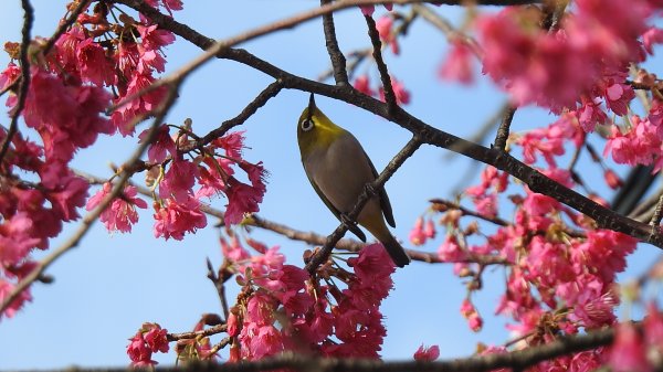 追花是簡單的快樂，賞花是恬淡的幸褔 2/112710553