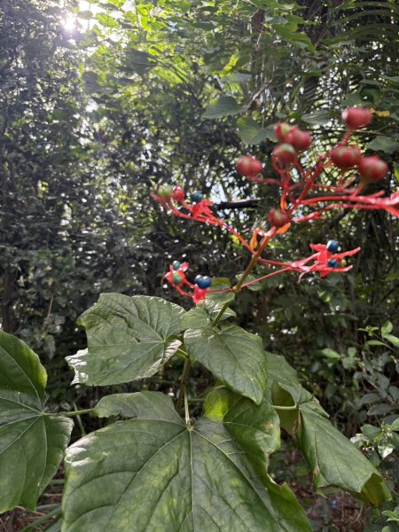 20250907高雄大崗山步道2914733