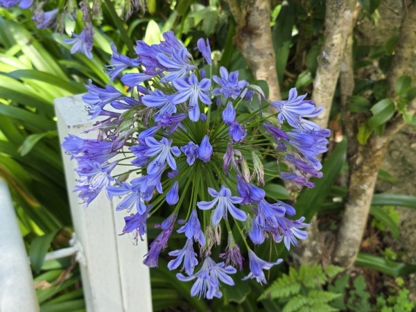 [皮皮獅探險隊-09/10] 2025_0816 野馬瞰山步道2862670