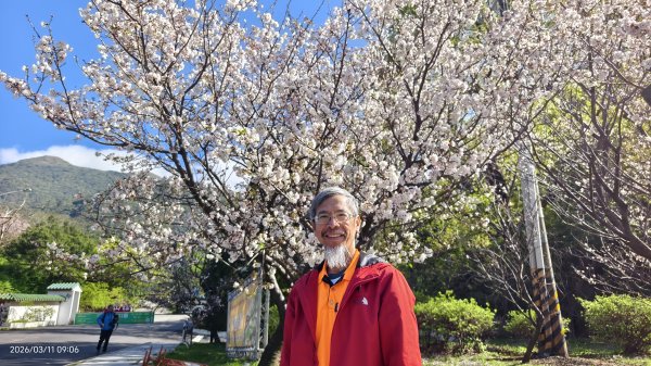 #中山樓 #陽明公園 #十八份 #吉野櫻 #墨染櫻（花葉同開/右側/左側大寒櫻） 3/113013192