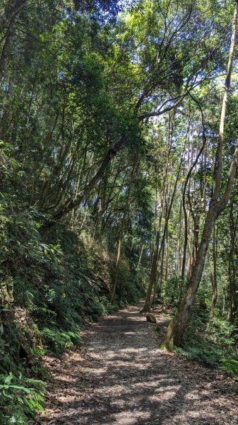 橫沙笛縱走 (木馬古道、橫嶺山、沙蓮山、笛吹山)2550360