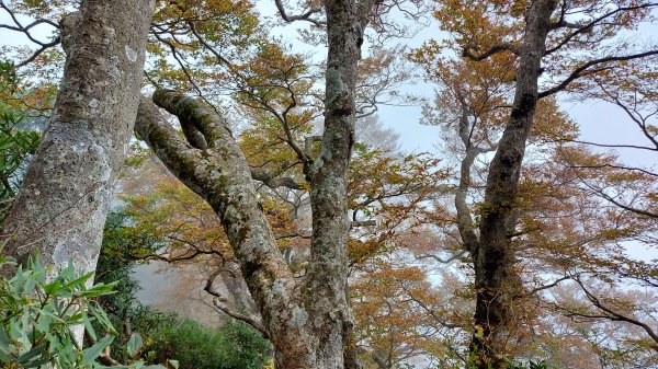 內鳥嘴山 北得拉曼步道 