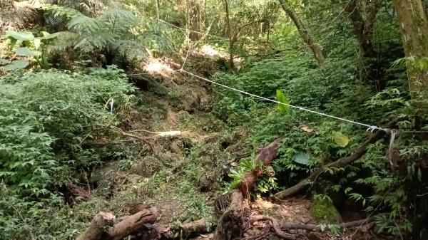 平溪區東勢格古道-咸豐嶺烽火台-峭壁雄峰-三抱竹鞍-白石後仙洞-東勢格古道P字走3126886