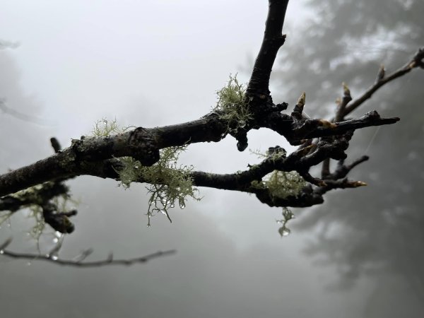 大雪山森林遊樂區2737482