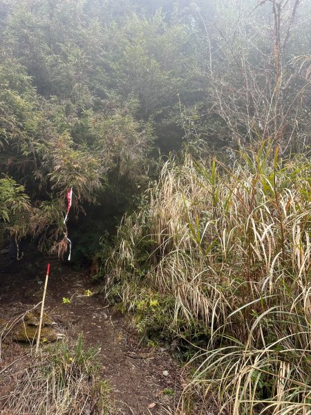 三星山樹梢枝葉現霧淞很美的登山路2043895