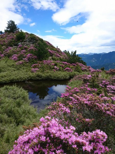 合歡山北峰 紅毛杜鵑611419