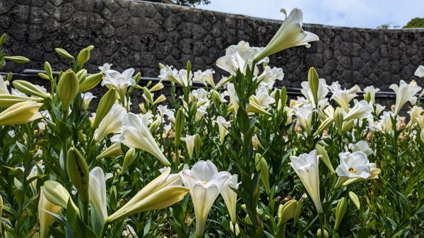 白石湖百合花2506947