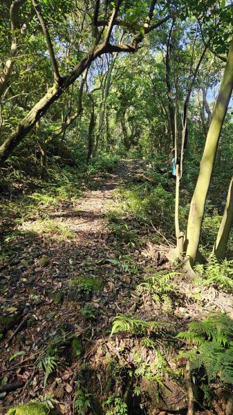 20250429蛇子形古道稜線段-八分寮古道-三角尖山-尪仔上天山-八分寮頂山