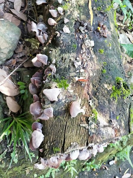 五峰旗瀑布步道353338