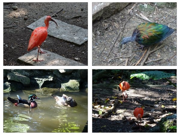 台北市動物園之旅1498046