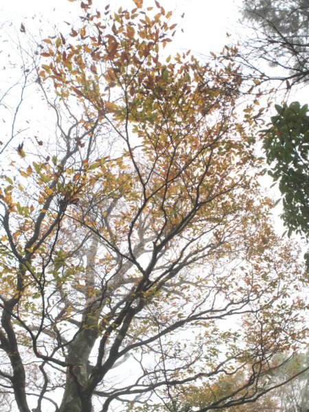 迷霧中的山毛櫸465347