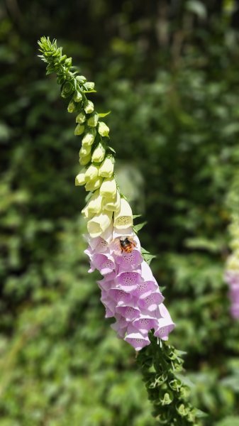 【被遺忘的南橫仙境】中之關、天池步道O繞10K2798186