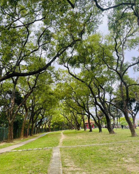 如夢似幻的四月雪-龍潭石管局-流蘇花盛開中2748620