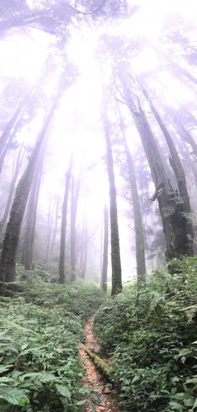 181022金柑樹山、忘憂森林步道442145