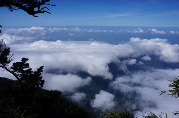 無與倫比的臺灣鐵杉與雲海～北大武山1125132