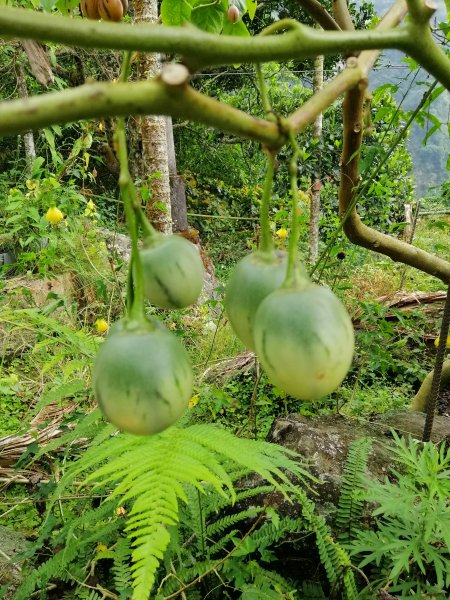 【雲林草嶺線】草嶺山間小旅行蓬萊瀑布步道1164997